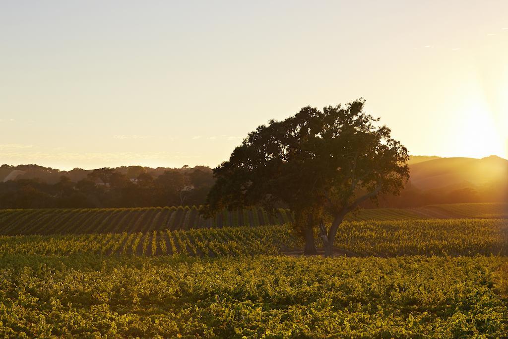 Summerwood Inn Paso Robles Oda fotoğraf