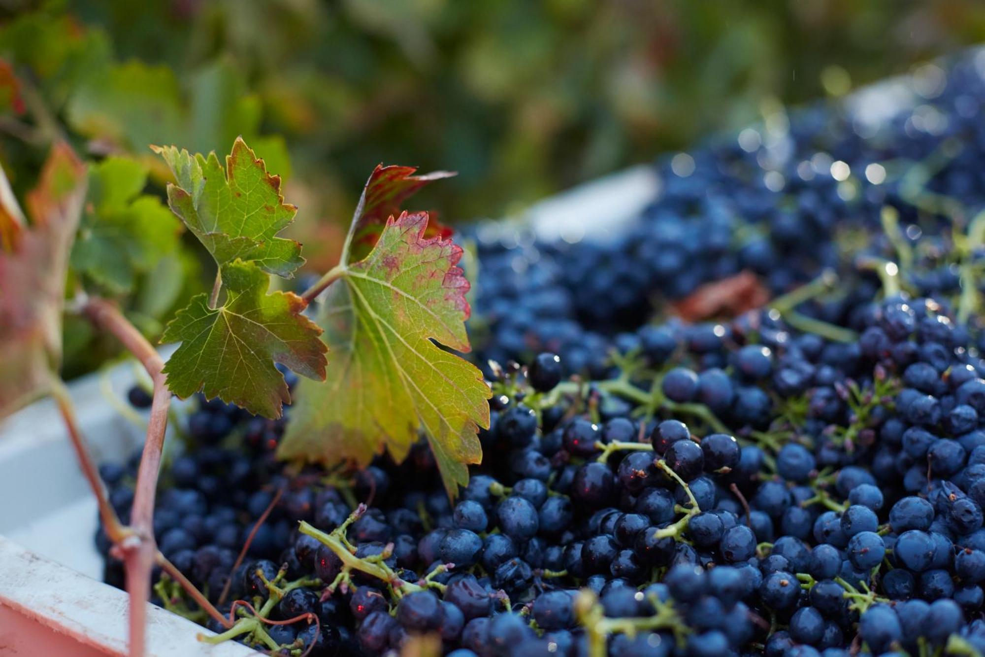 Summerwood Inn Paso Robles Dış mekan fotoğraf